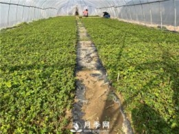 月季修剪，可分為休眠期修剪、花后修剪、生長(zhǎng)期修剪