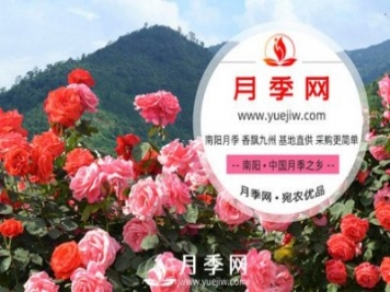 月季網(wǎng)是位于南陽的月季批發(fā)交易專題網(wǎng)