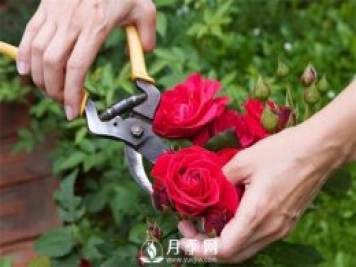 月季花的具體修剪時(shí)間？