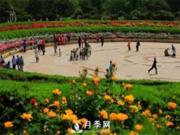 沒有了月季花，再怎么美麗的城市，都只是一座空城