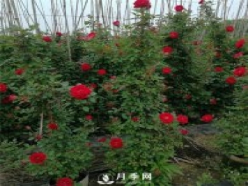 藤本月季的修剪誤區(qū) 這個(gè)冬天你千萬(wàn)別中招！