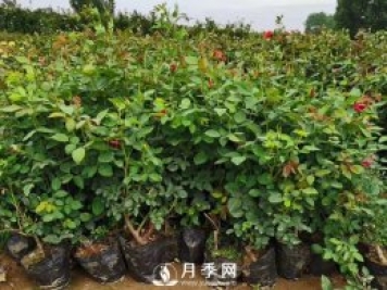 為什么換盆？月季換盆的重要性