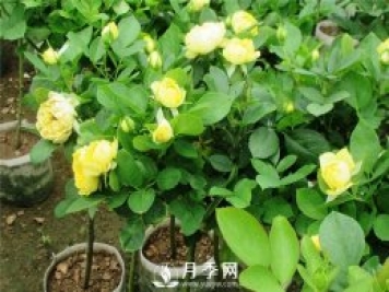 重剪何時(shí)進(jìn)行呢？