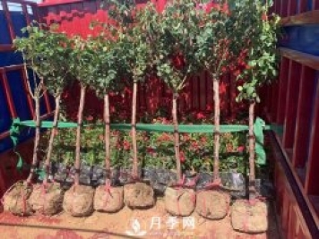 月季網(wǎng)干貨：月季樹發(fā)貨，運輸，卸貨，栽種，養(yǎng)護必看