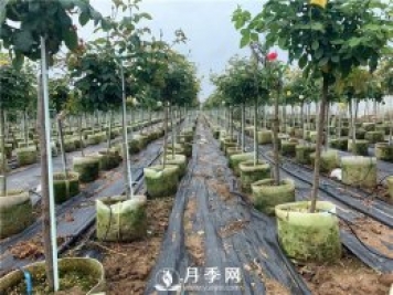如何換盆？具體什么時(shí)候換盆？