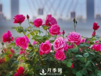 月季，竟有這般豐富的綠化應(yīng)用造景