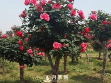 城市道路綠化植物的選擇，主要考慮藝術效果和功能效果