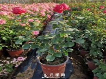 月季花修剪的時(shí)間 什么時(shí)候剪枝？