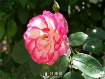 月季花怎么栽培和養(yǎng)護？全面的養(yǎng)殖方法交給你
