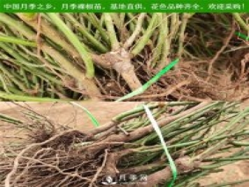 月季裸根苗，小高桿月季和3公分月季樹發(fā)往陜西