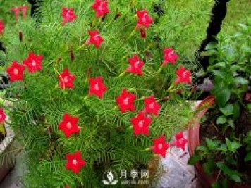 除了爬藤月季，還有適合新手栽種的三種爬藤花卉