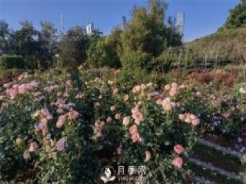 深圳免費(fèi)月季花展，人民公園月季花盛開