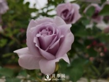 三月?lián)Q盆后的月季苗枯萎了怎么辦？