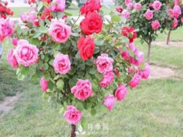 月季發(fā)生蟲害不要慌！教你如何一網(wǎng)打盡