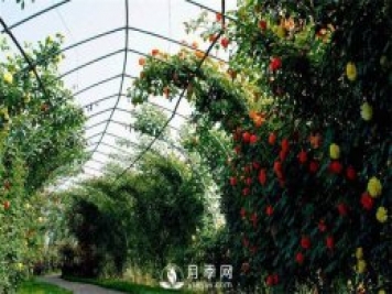 月季(紅蜘蛛、白粉病、黑斑病)防治及施肥技巧