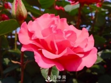 新手應該如何修剪月季？不同類型有辦法