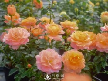 南陽月季花的實用修剪教程是什么？