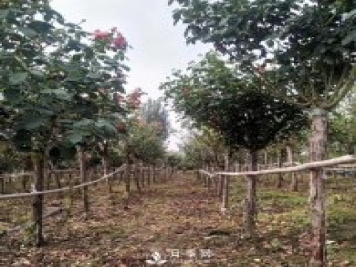 南陽月季之鄉(xiāng)，全國月季中心，批發(fā)品種齊全