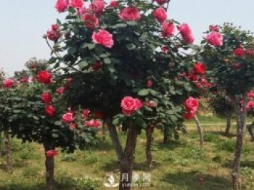 樹狀月季的病蟲害防治，月季的二十四個(gè)節(jié)氣對應(yīng)養(yǎng)護(hù)