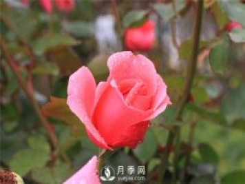 薔薇花、月季花和玫瑰花的區(qū)別