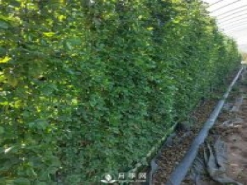 藤本月季網片批發(fā)價格(安吉拉、大游行)