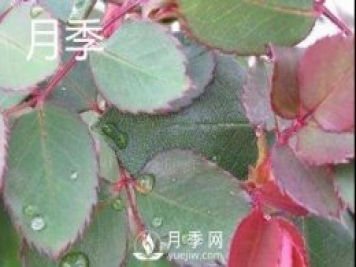月季和玫瑰有什么區(qū)別？
