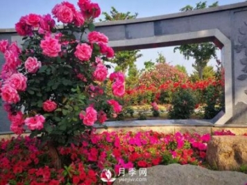 壽光中華月季園：三月春風(fēng)暖 月季養(yǎng)護忙