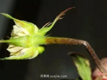 月季嫩枝花苞變彎，可能是莖蜂蟲害來了