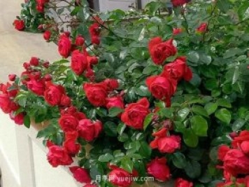 12個(gè)藤本月季品種推薦，造型適合月季花柱和拱門