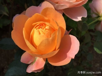 血腥橙色月季的優(yōu)缺點(diǎn)是什么？