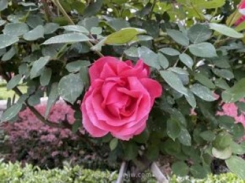 石家莊月季市花盛開，20萬株驚艷城市美景