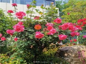 月季花開正盛，期待市花城市建設(shè)