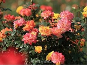 西安航天基地“初夏限定款”月季花，邀您來賞！