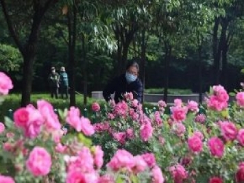 邢臺市花月季綻放！月季花城進(jìn)入觀賞期