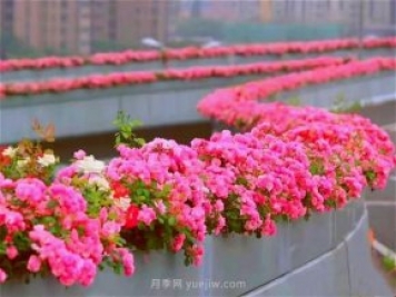 杭州有全國(guó)最美花路，大道兩旁開滿月季花，堵車都是享受