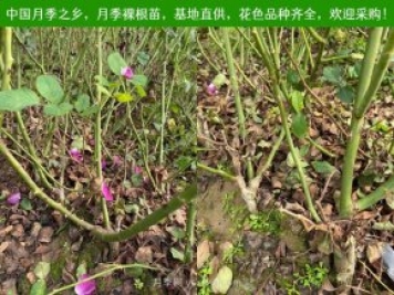月季網(wǎng)：月季裸根苗的選購、栽植、肥水、養(yǎng)護(hù)技術(shù)大全