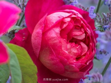 本杰明月季優(yōu)缺點和養(yǎng)護方法