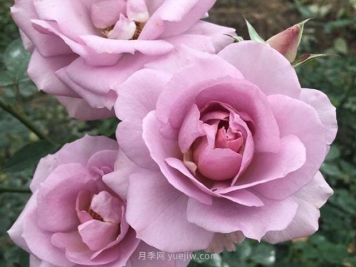 紫色慕莎月季的優(yōu)缺點(diǎn)是什么？
