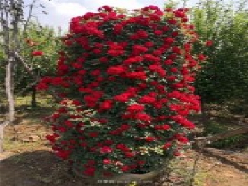 造型月季，月季花柱批發(fā)