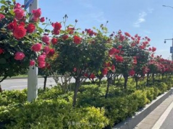 夏季苗木容易出現(xiàn)日灼現(xiàn)象？如何才能進(jìn)行預(yù)防？