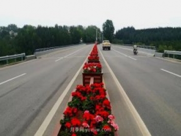 洛陽(yáng)嵩縣月季美化，使公路變成了靚麗的風(fēng)景線