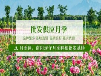 南陽(yáng)月季花后如何修剪？什么時(shí)候修剪比較好？