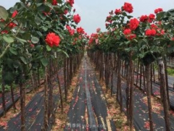 樹狀月季花為什么會長蚜蟲？解決方法有哪些？