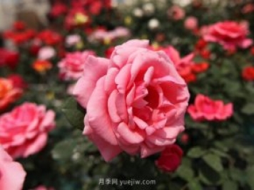 大花月季品種有哪些？和豐花月季的區(qū)別在哪？
