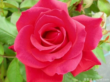 米迦勒大天使月季的優(yōu)缺點(diǎn)是什么？