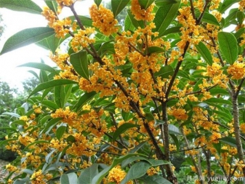 桂花盆景的養(yǎng)護(hù)要注意5個(gè)點(diǎn)，讓花香常伴左右