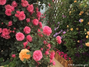 春季月季如何養(yǎng)護(hù)管理？