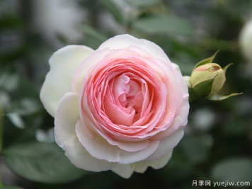 玫瑰苗選購優(yōu)劣識(shí)別