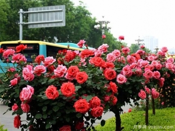 冬季如何修剪月季花？