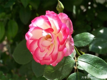 古詩(shī)詞物鑒分享：花卉篇